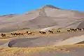 Troupeau de cerfs dans les dunes.