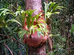 Platycerium bifurcatum près de Kuranda (Queensland, Australie)