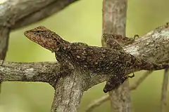 Description de l'image Elliot's forest lizard Calotes ellioti.JPG.