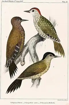 Description de l'image Elliot's woodpecker, Little green woodpecker & Little spotted woodpecker.jpg.