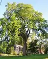 Ulmus americana ne laissant apparaitre qu'une structure plagiotrope.