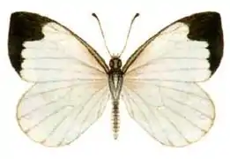 ElodininiElodina angulipennis