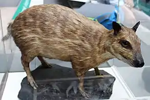 Chevrotain aquatique (Hyemoschus aquaticus).