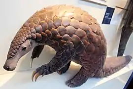 Pangolin géant(Manis gigantea).