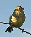 Bruant jaune (Emberiza citinella)