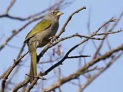 Description de l'image Embernagra longicauda - Pale-throated Pampa-Finch; Brumadinho, Minas Gerais, Brazil.jpg.