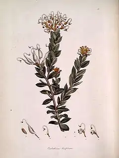 Description de l'image Embothrium (Grevillea) buxifolium.jpg.