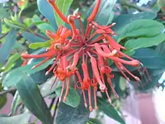 Feur et feuilles de notro (Embothrium coccineum)