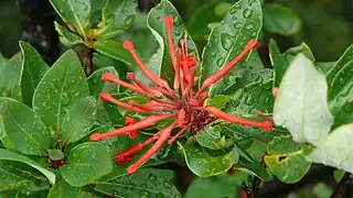 Notro (Embothrium coccineum)