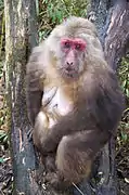 Macaque du Tibet.