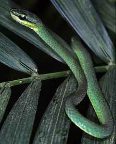 Description de l'image Emerald Snake (Hapsidophrys smaragdina) (7644934996).jpg.