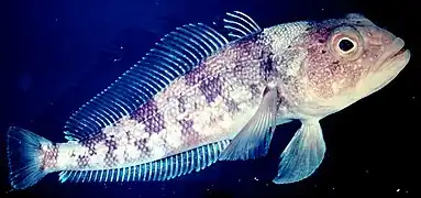 Un « poisson des glaces » Trematomus bernacchii