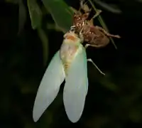 Cigale déployant ses ailes