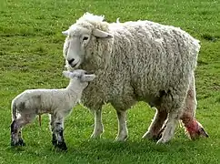 Une brebis mettant bas son deuxième agneau dans un pré en Nouvelle-Zélande.