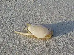 Un crabe-taupe (Hippa granulatus, groupe des Hippoidea)