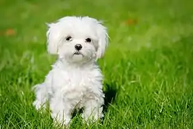 Un bichon maltais