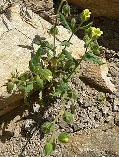 Description de l'image Emmenanthe penduliflora 1.jpg.