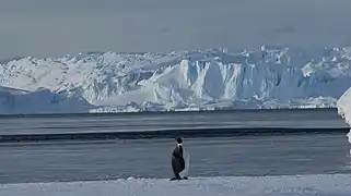 Manchot Empereur avec derrière le glacier de l'Astrolabe.