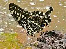 Papilio ophidicephalus, ailes repliées