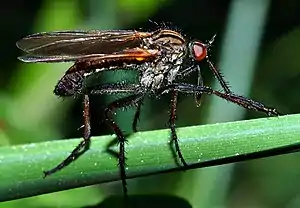 Empis tesselata mâle (Diptera)