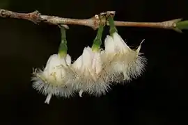 Empogona kirkii Hook.f. - fleurs