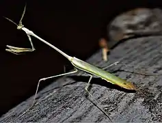 Empusa hedenborgii