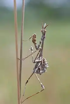 Description de cette image, également commentée ci-après