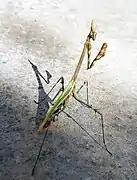 Empusa pennata