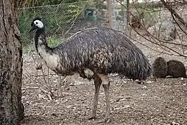 Émeu au zoo de Melbourne.