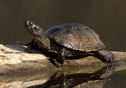 Photographie d’une tortue juchée sur une branche flottant dans l’eau.