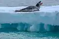 Un léopard de mer au repos observé en Péninsule antarctique proche de l'île Dundee.