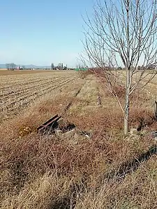 L'ancienne voie, entre Niederhergheim et Oberhergheim…