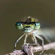 Enallagma cyathigerum femelle vue de face.