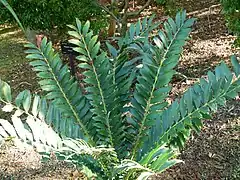 Encephalartos ferox