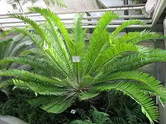 Description de l'image Encephalartos_hildebrandtii_A._Braun_et_Bouché_(2).JPG.