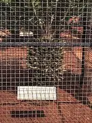 Encephalartos woodii dans une cage de protection (Nong-Nooch botanical garden)