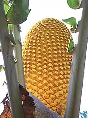 Photographie d'une structure ovalaire jaune d'or striée de motifs complexes occupant tout le centre de l'image encadrée de part et d'autre de trois fortes tiges verticales garnies de quelques folioles d'un vert vif