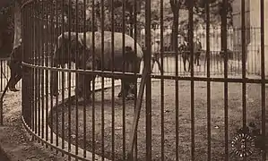 Loulou l'éléphante dans son enclos.