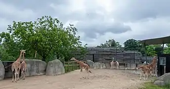 Pré-enclos des girafes.