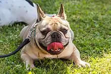 Chien petit, couché sur le ventre dans l'herbe, à la face aplatie, qui tire la langue en haletant tout en regardant l'objectif.