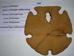 Fossile d’Encope micropora « californica » (Pléistocène).