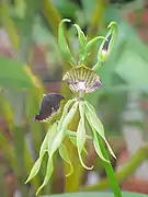 Prosthechea cochleata