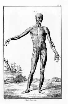Planche anatomique, écorché de face, dans l'Encyclopédie de Diderot et D'Alembert