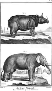 Rhinocéros et éléphant