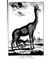 Girafe, chevreau