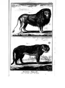 Lion, tigre