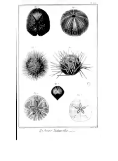 Planche d'oursins de l’Encyclopédie (vol. 5), avec des oursins réguliers, irréguliers et cidaroïdes.