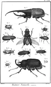 Coléoptères (Cerf-volant, scarabée, bousier)