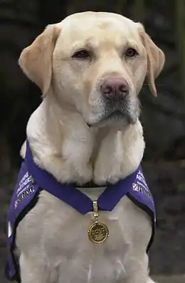 un chien Golden retriever portant une médaille d'or attachée à un serre-cou bleu.