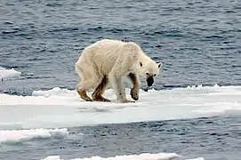 Un ours polaire maigre se tient au sommet des restes d'une banquise en train de fondre.